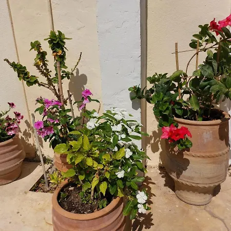 Cactus Appartamento *