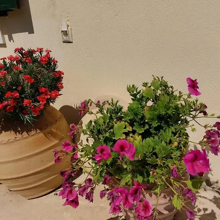 Cactus Apartment Ipsos
